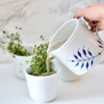 Cremet svampesuppe med frisk timian og hvidvin – nem forret på 20 minutter Svampesuppe med timian